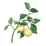 Bergamot